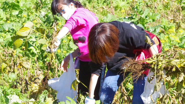 �݂ǂ�}���̎��n