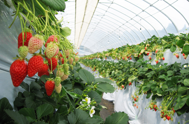 �C�`�S���