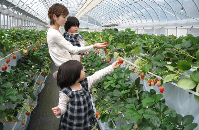 �C�`�S���