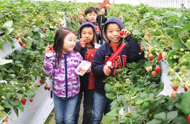 �C�`�S���