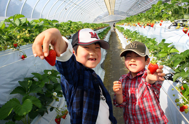 �C�`�S���