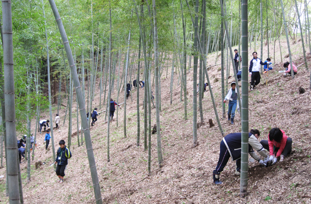 竹の子掘り