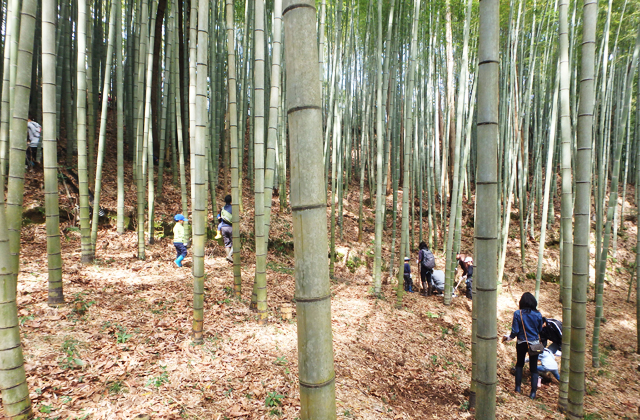 竹の子掘り