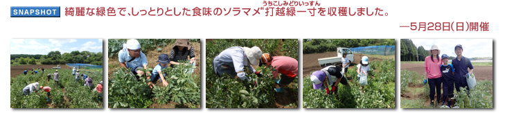 �Y��ȗΐF�ŁA�����Ƃ�Ƃ����H���̃\���}���g�ŉz�Έꐡ�h�����n���܂����B