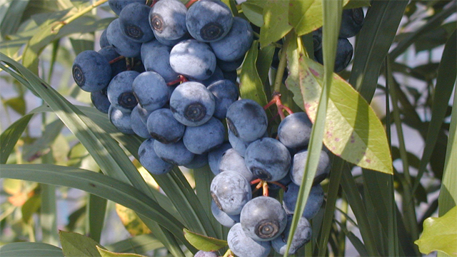 �u���[�x���[�i���n�̌��j