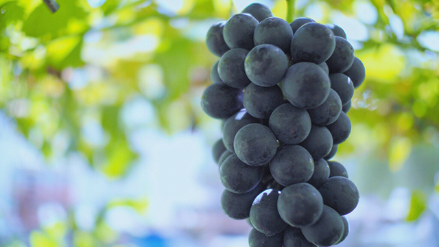 �Ԃǂ��i���n�̌��j