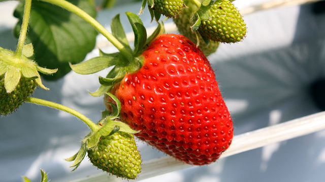 �C�`�S���