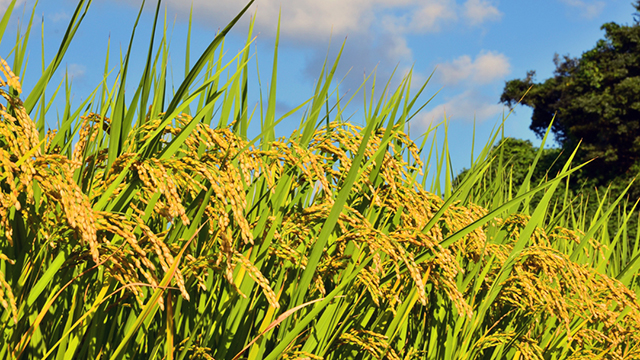 ���i���n�̌��j