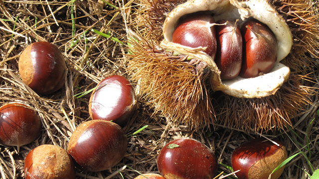 �I�i���n�̌��j