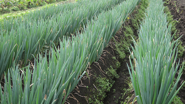 ���l�M�i���n�̌��j