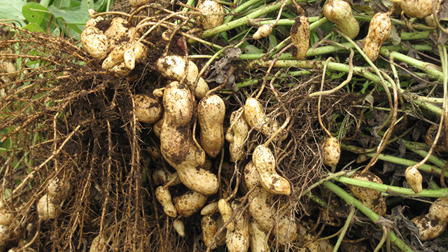 ���Ԑ��i���n�̌��j