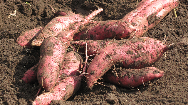 ���܈��i���n�̌��j