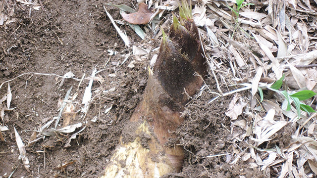 �|�̎q�@��