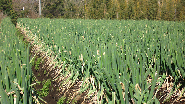 �l�M�̃I�[�i�[�̌�