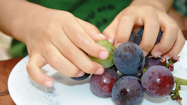 ぶどう狩り体験