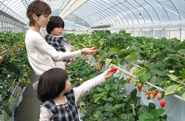いちご狩り体験