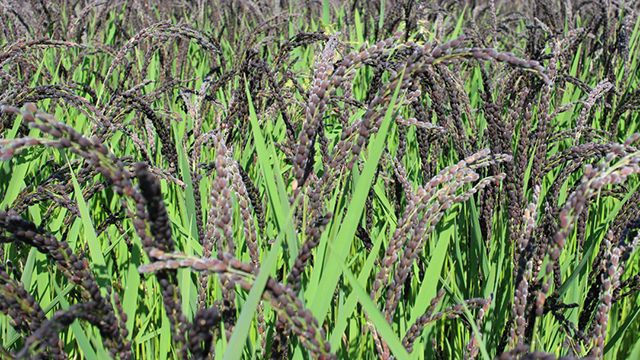 �Ñ�Ă̎��n�̌�