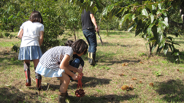 栗拾い体験