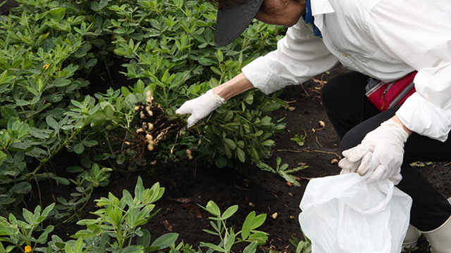 落花生の収穫体験
