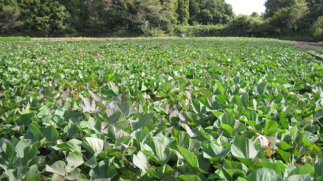 ���܂���