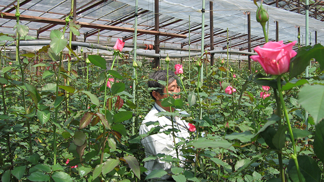 �o���̔N�ԔЕz�i�_��΂牀�j